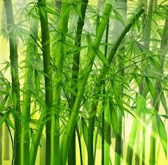 Бамбук - тропическое растение семейства Злаковых
