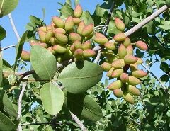 Фисташки - плоды фисташкового дерева