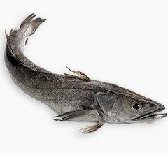 Хек — рыба семейства Тресковых
